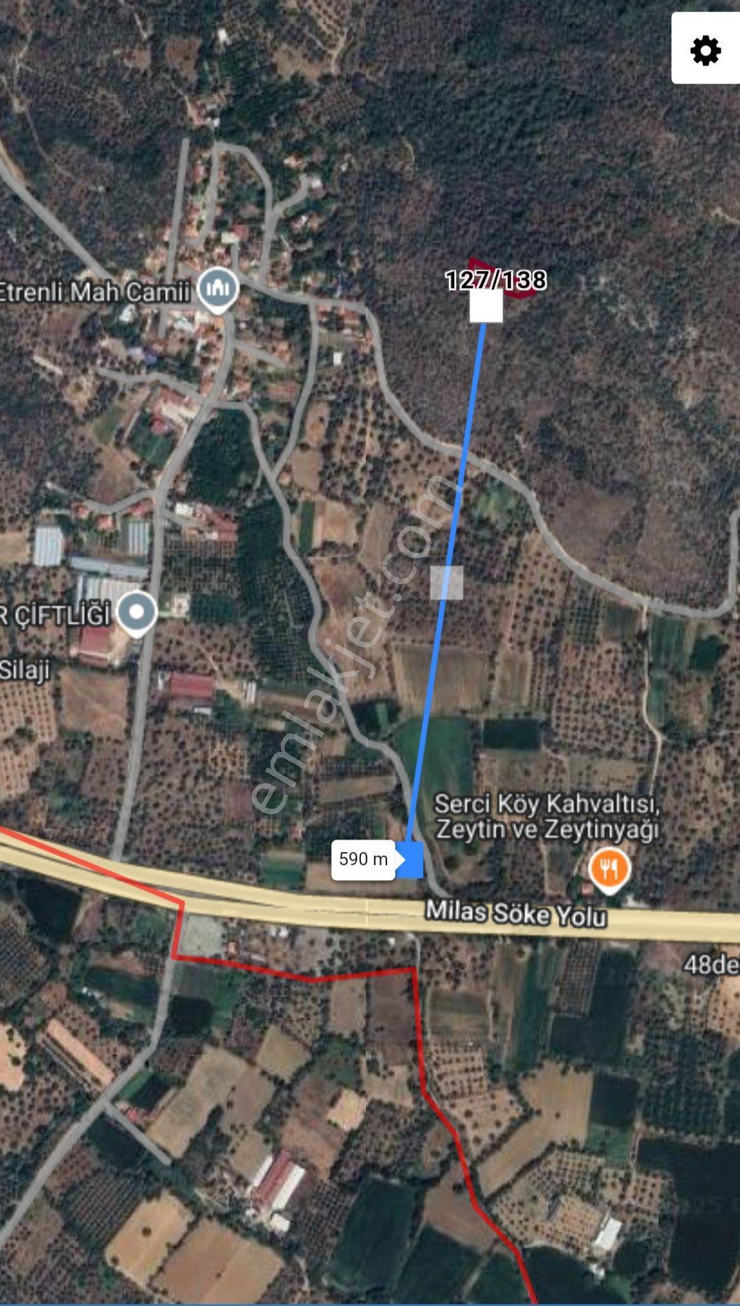 Milasda Bodrum Yoluna Yakın Satılık 1200 M2 Zeytinlik - Görsel 8