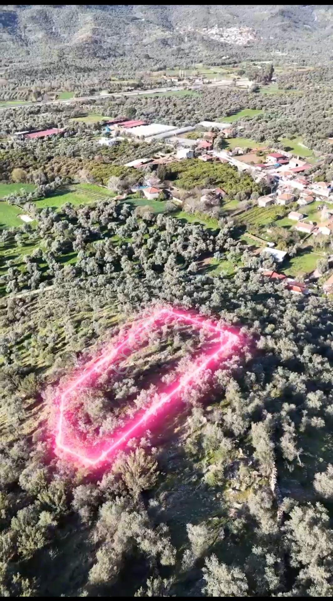 Milasda Bodrum Yoluna Yakın Satılık 1200 M2 Zeytinlik - Görsel 3