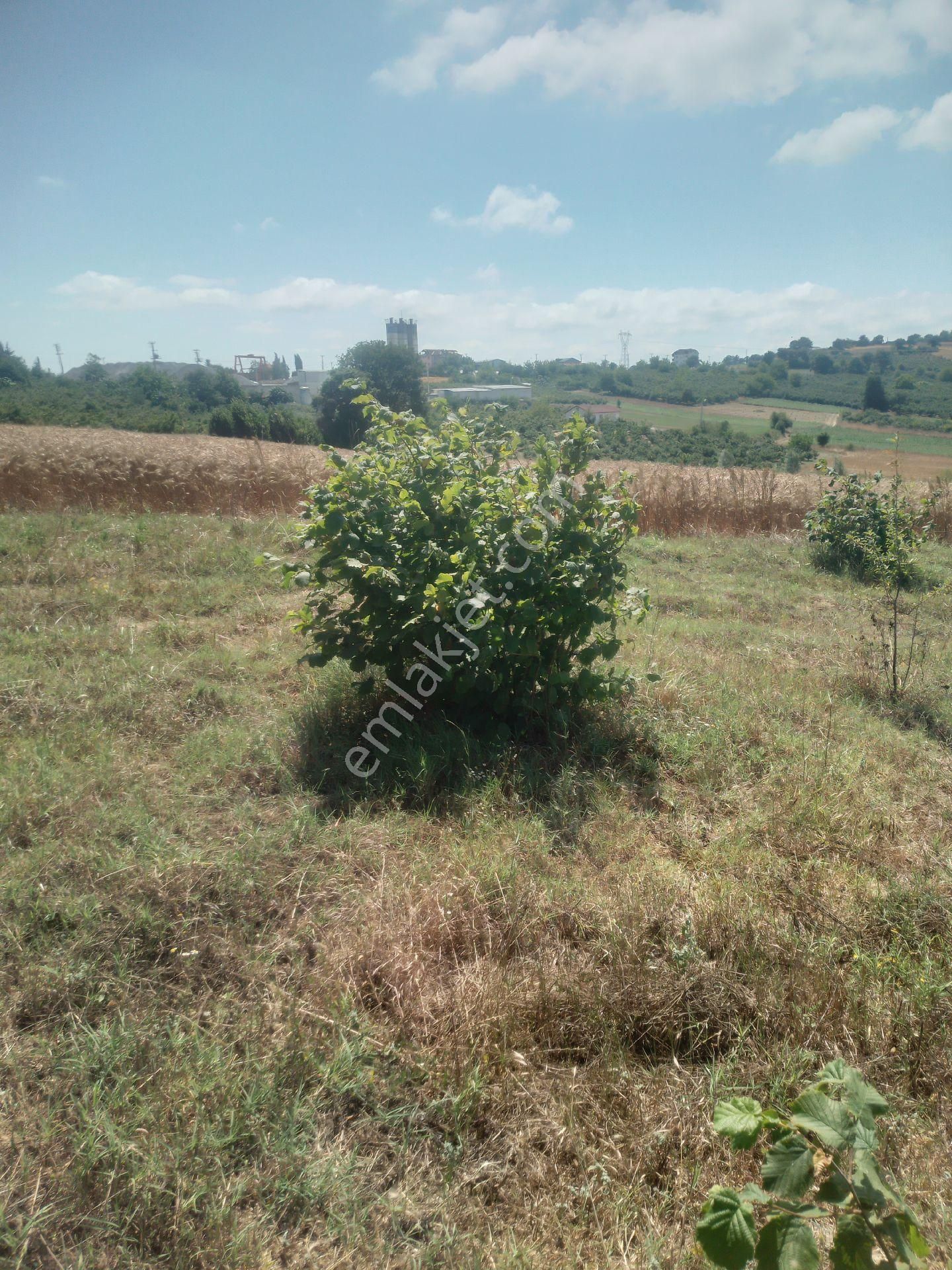 Satılık Fındık Tarlası - Görsel 2