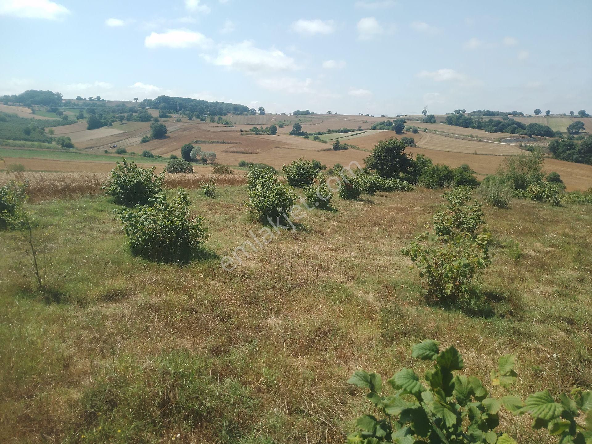 Satılık Fındık Tarlası - Görsel 3