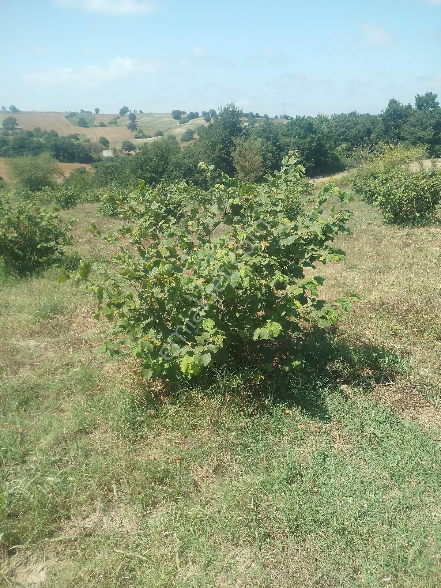 Satılık Fındık Tarlası - Görsel 4