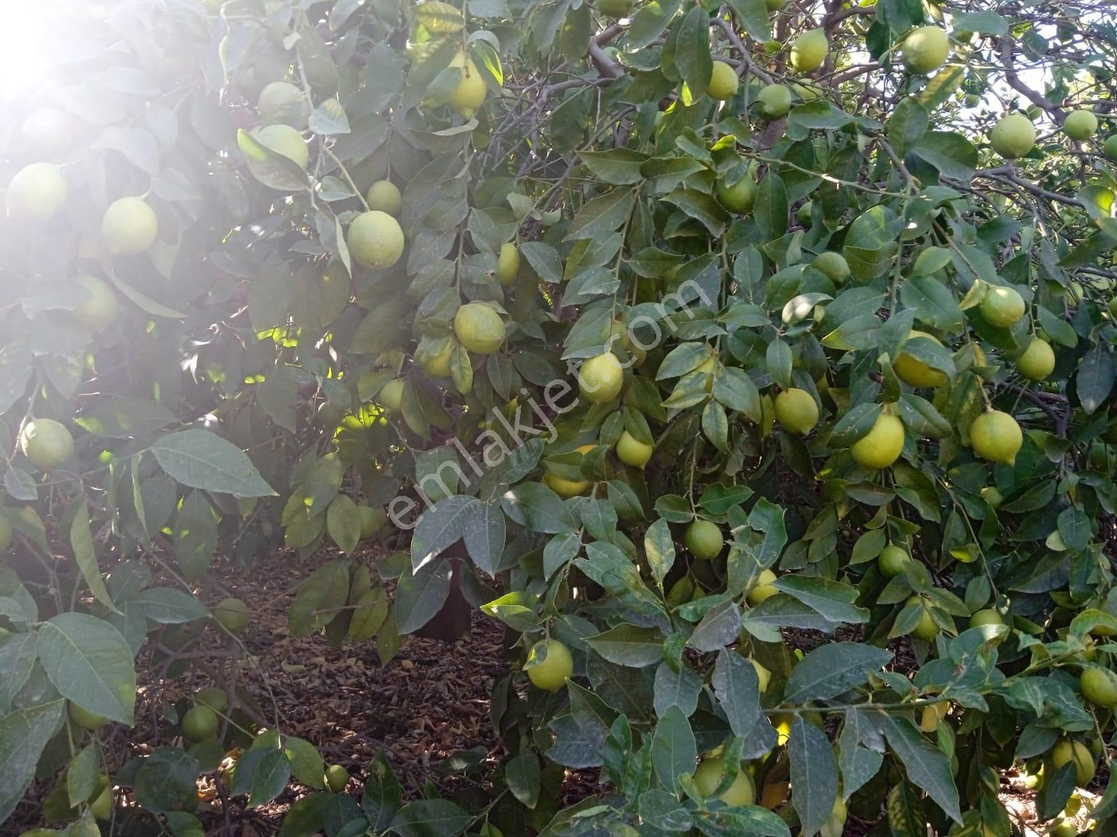 Atabey Group´dan Muhteşem Konumda Limon Bahçesi - Görsel 4