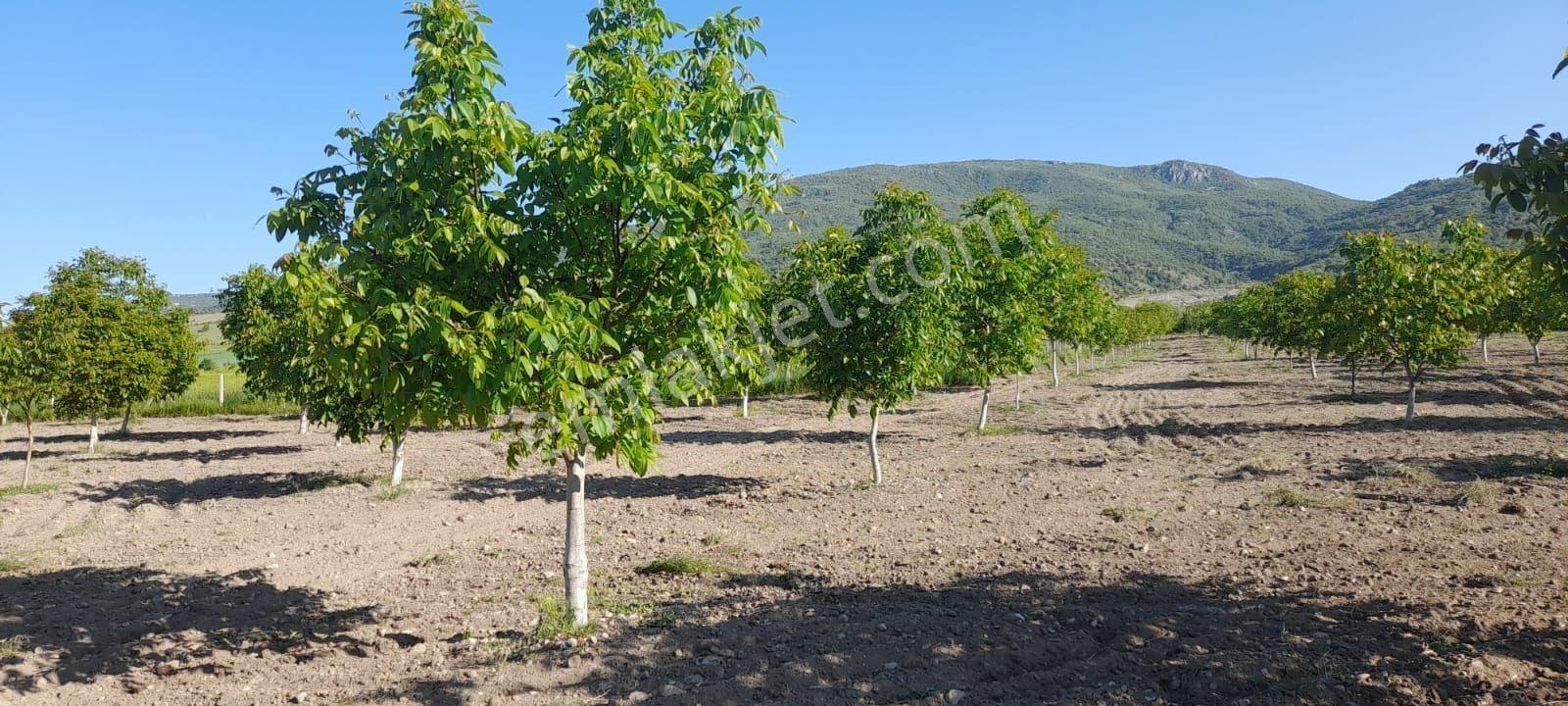 Boğabağı Köyünde İçinde Kuyusu Olan Ceviz Ve Meyve Bahçesi - Görsel 15
