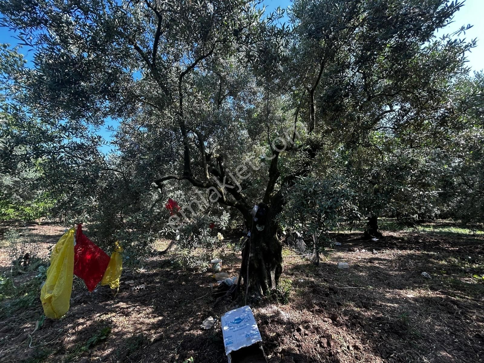 C21 Cius;engürücükte Dev Yatırımlık 3632m2 Arazi Togg'a Komşu - Görsel 11