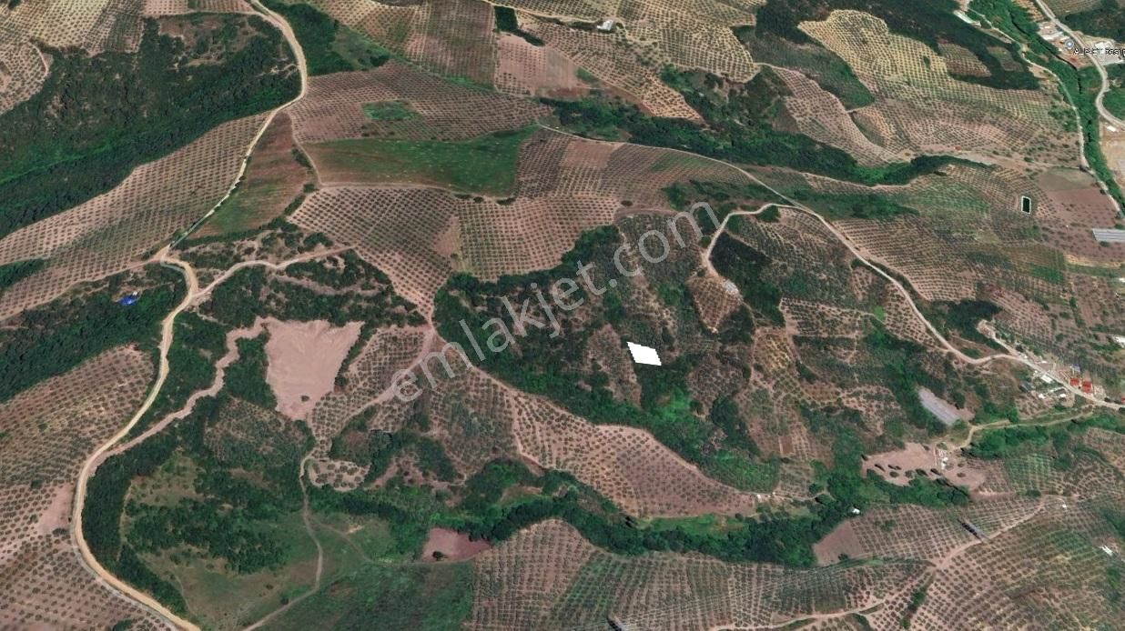 C21 Cius; Gemlik Muratoba'da 504 M2 Fırsat Zeytinlik - Görsel 9