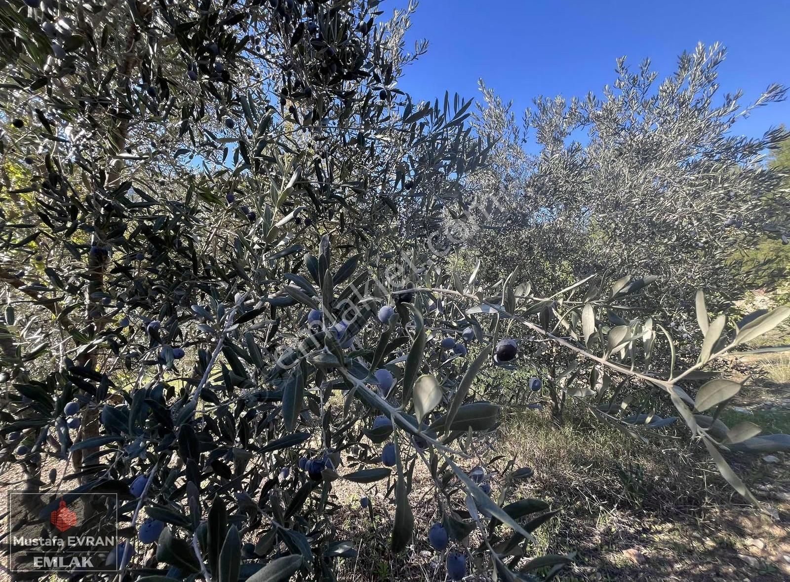 5500 Mt2 Arazi İçersinde Havuzlu Sıfır Villa - Görsel 15