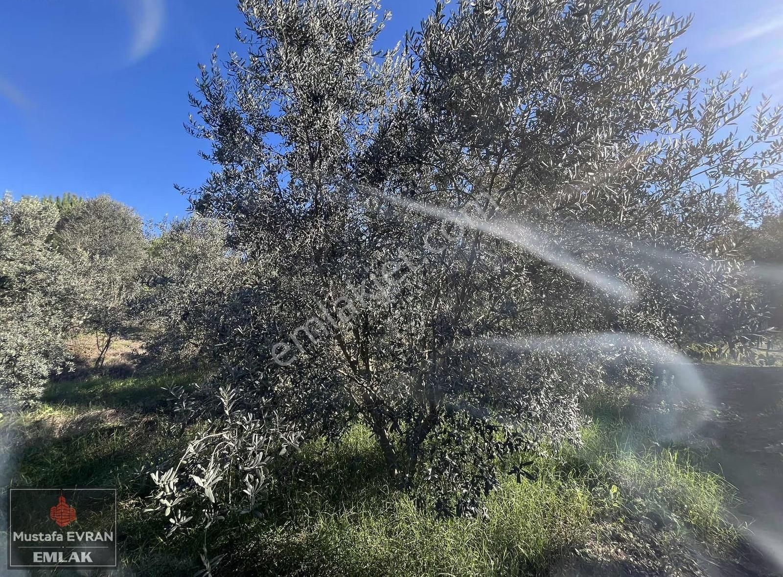 5500 Mt2 Arazi İçersinde Havuzlu Sıfır Villa - Görsel 16