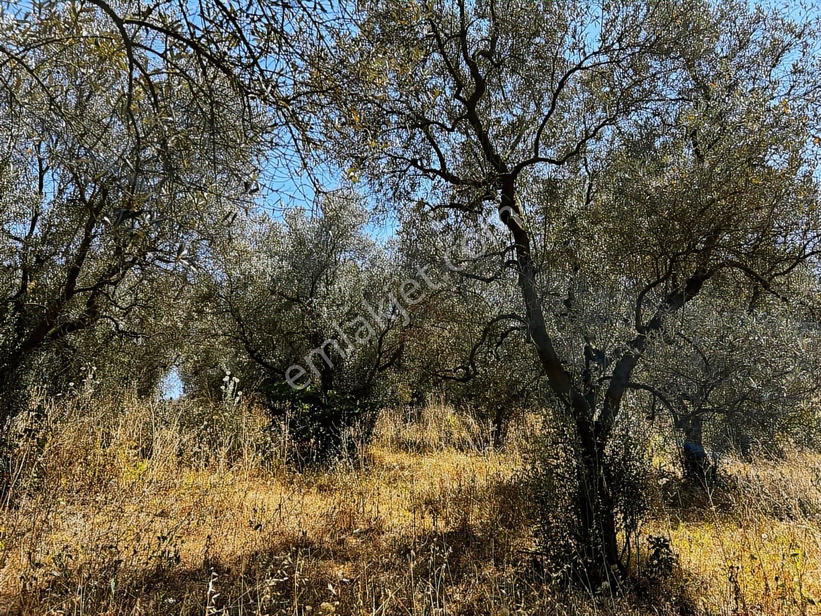 C21 Cius; Muratoba'da Kurtul Göleti Civarı Satılık Zeytinlik - Görsel 2