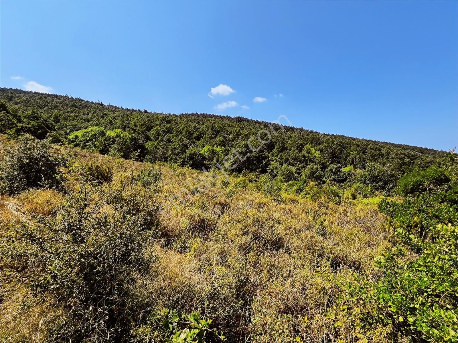 C21 Cius ; Küçük Kumla Mahallesinde 3616 M2 Satılık Tarla - Görsel 7