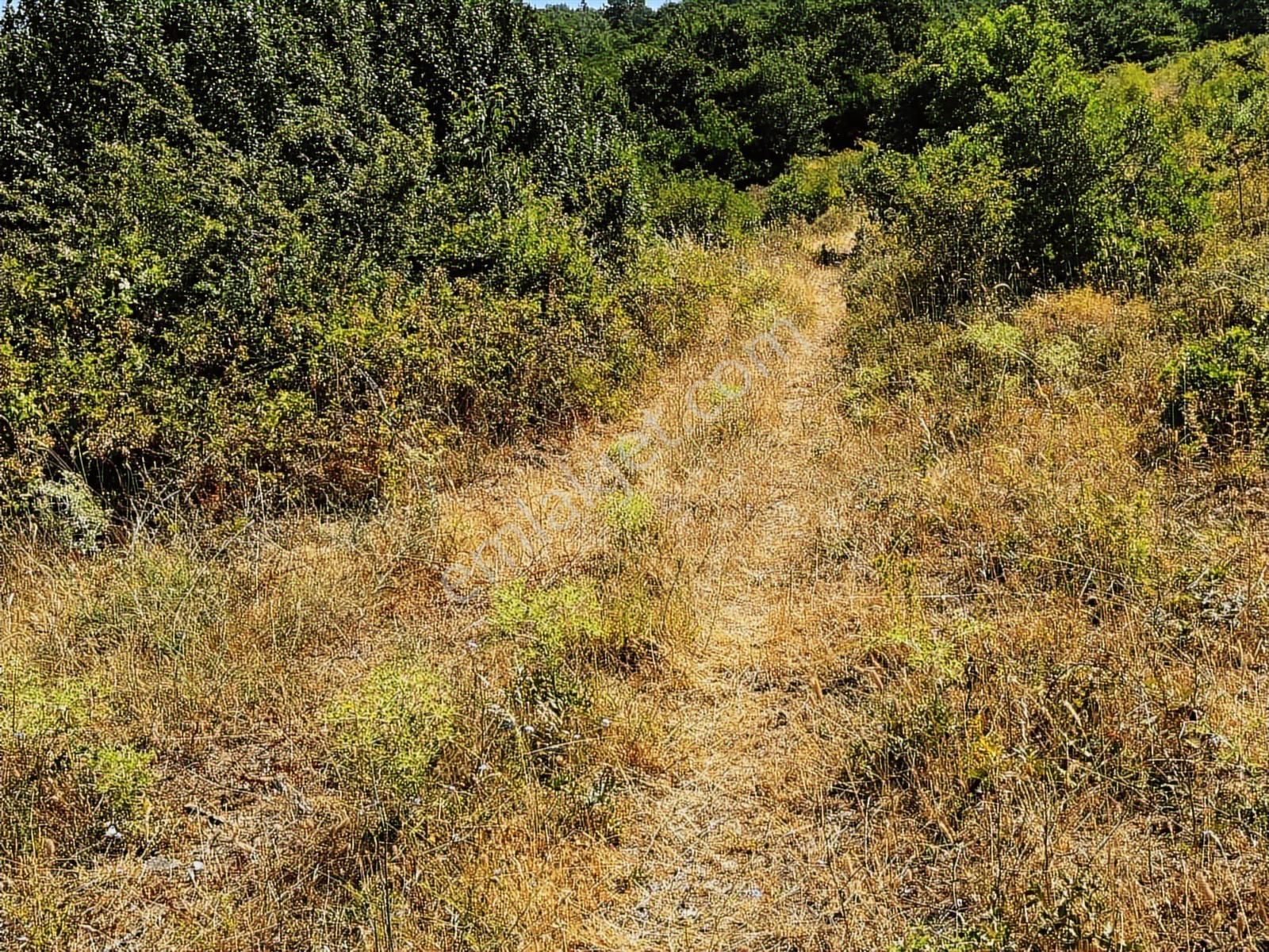 C21 Cius ; Küçük Kumla Mahallesinde 5002 M2 Satılık Tarla - Görsel 8