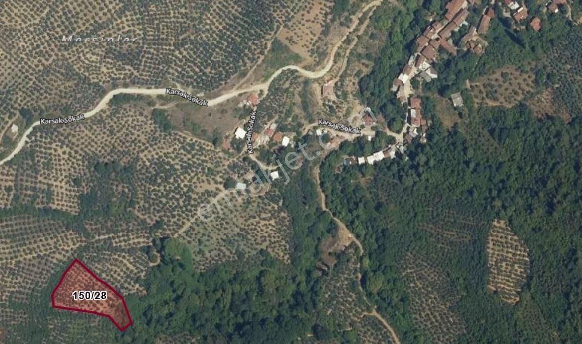 C21 Cius; Karsak'ta Kaçırılmayacak Fırsat Zeytinlik 3796 M2