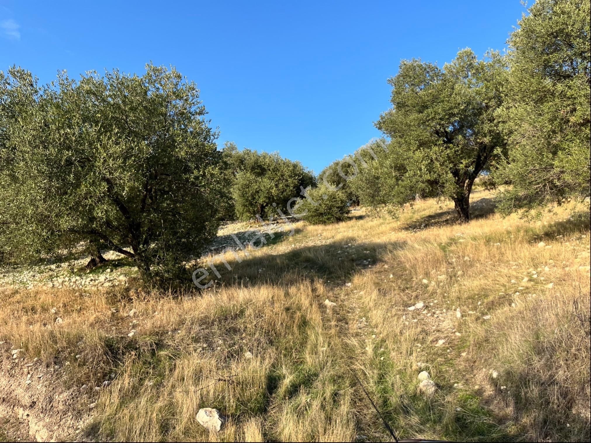 Hatıplar Mah Satılık 9500m2 Zeytinlik Resmi Yolu Var - Görsel 3