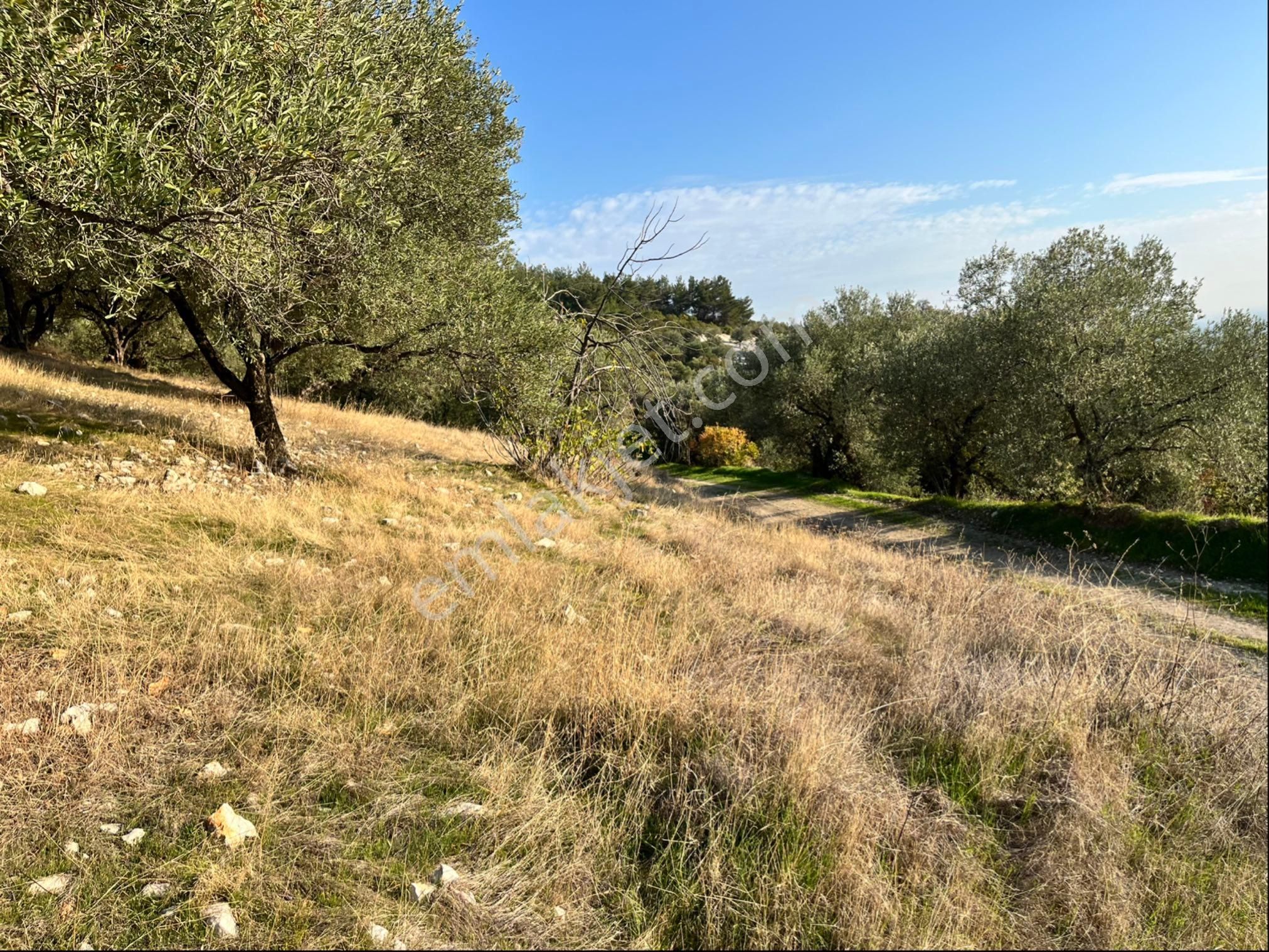 Hatıplar Mah Satılık 9500m2 Zeytinlik Resmi Yolu Var - Görsel 28