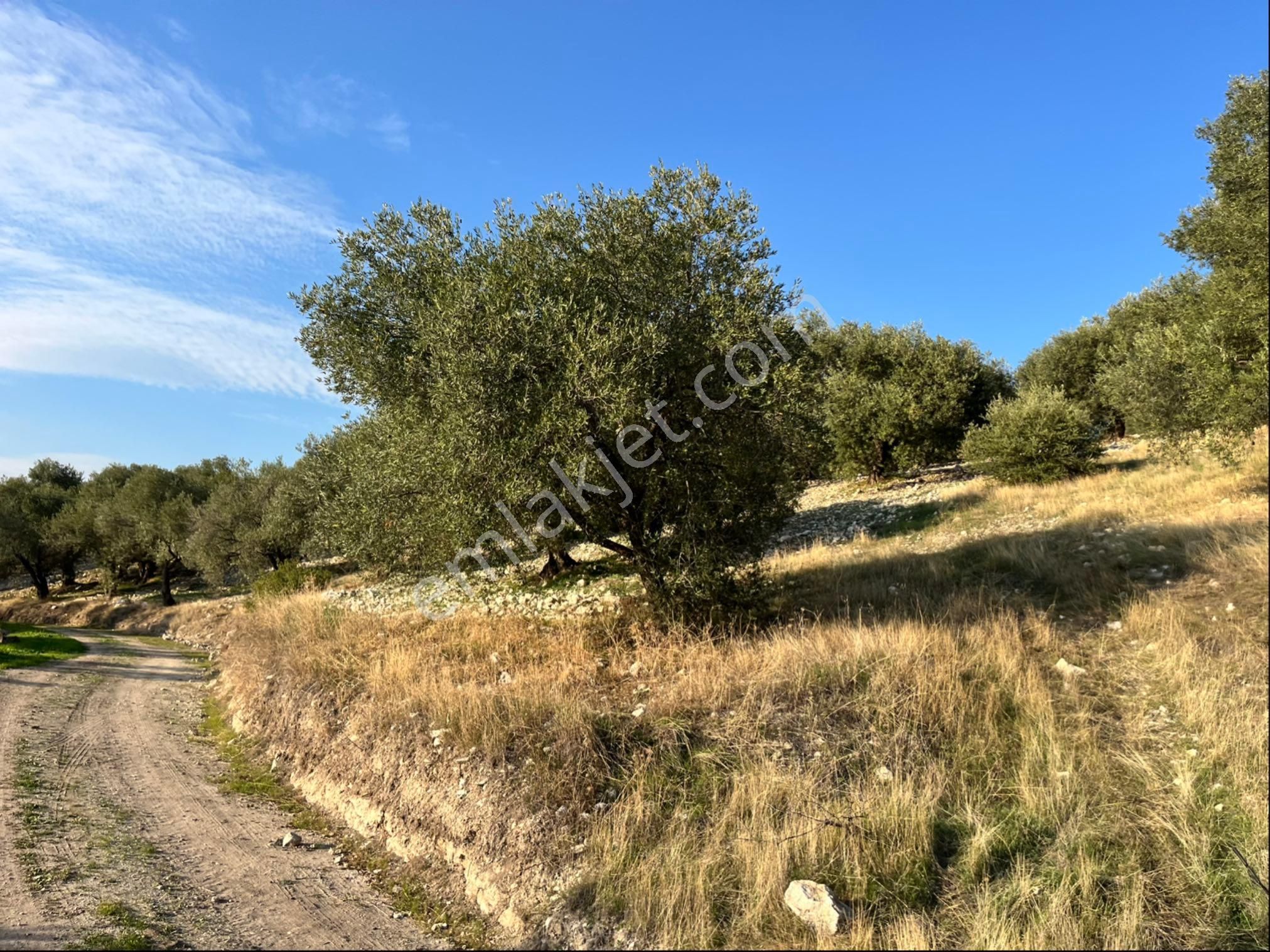 Hatıplar Mah Satılık 9500m2 Zeytinlik Resmi Yolu Var - Görsel 6