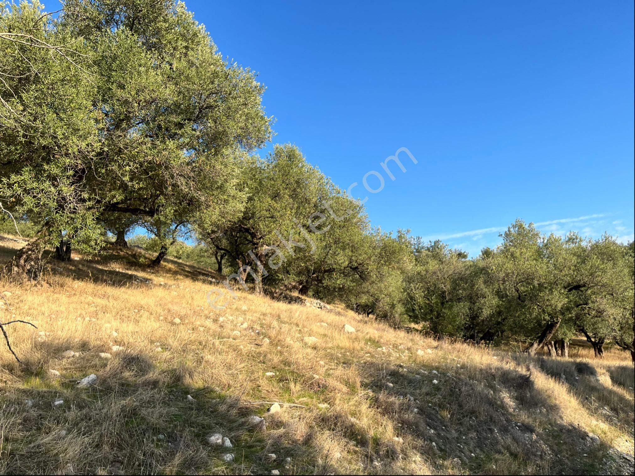 Hatıplar Mah Satılık 9500m2 Zeytinlik Resmi Yolu Var - Görsel 8