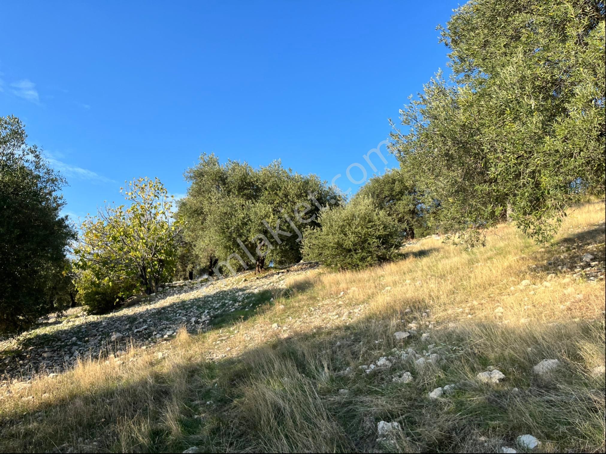 Hatıplar Mah Satılık 9500m2 Zeytinlik Resmi Yolu Var - Görsel 22
