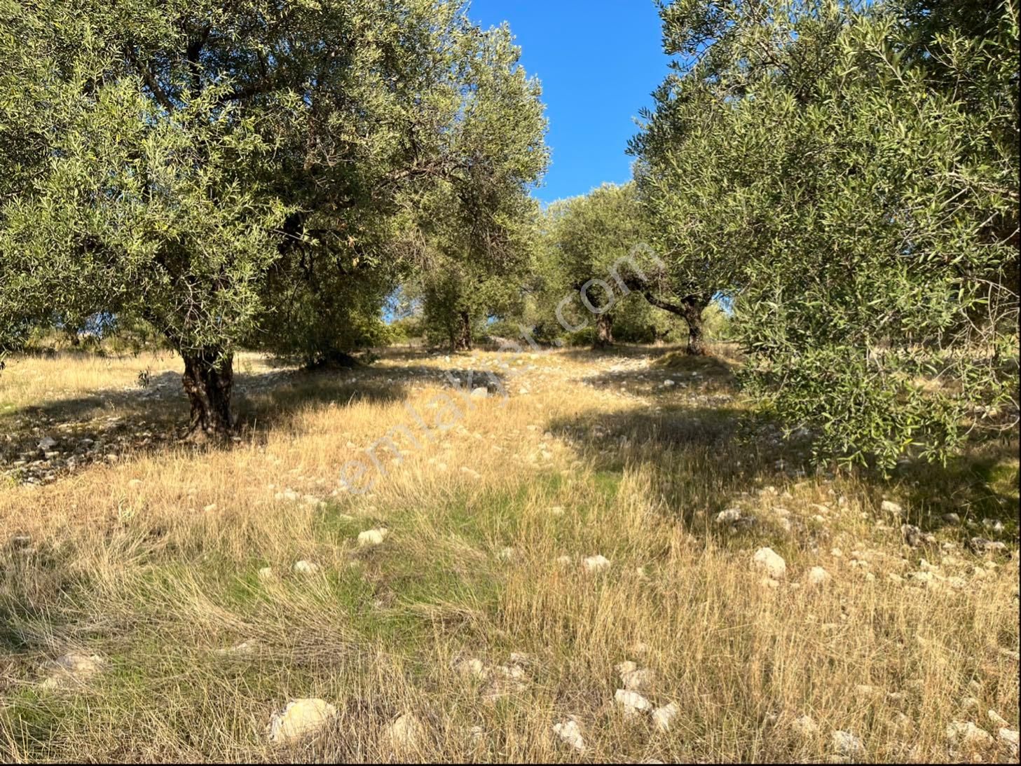 Hatıplar Mah Satılık 9500m2 Zeytinlik Resmi Yolu Var - Görsel 26