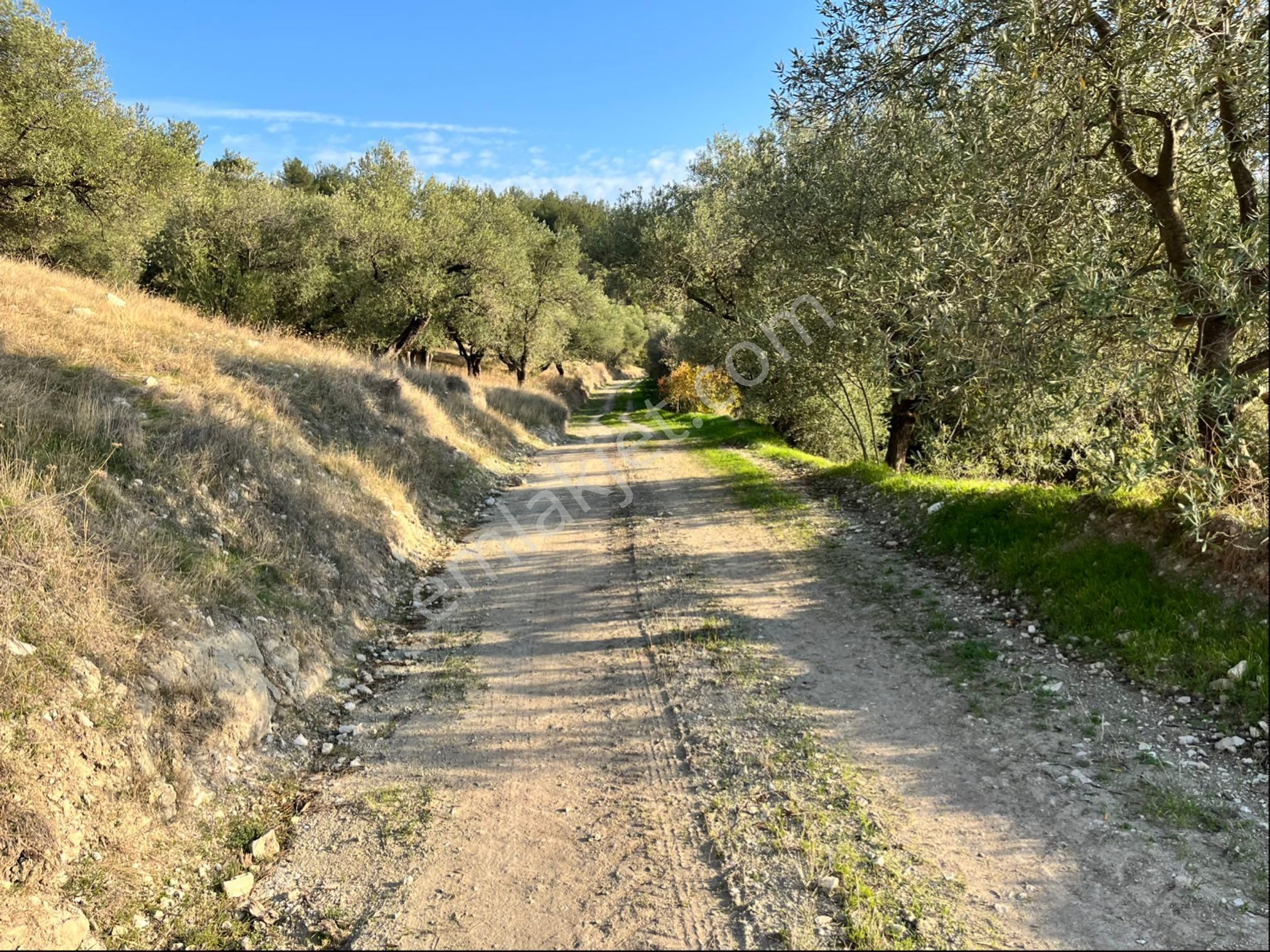 Hatıplar Mah Satılık 9500m2 Zeytinlik Resmi Yolu Var - Görsel 9