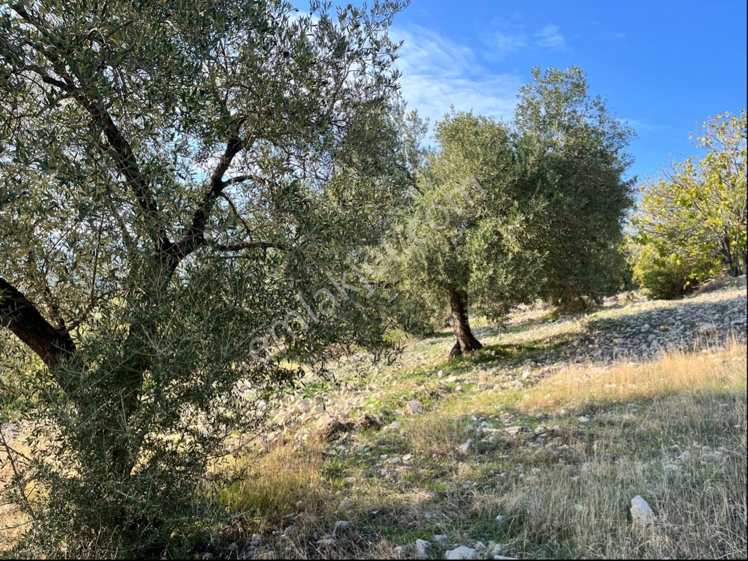 Hatıplar Mah Satılık 9500m2 Zeytinlik Resmi Yolu Var - Görsel 34
