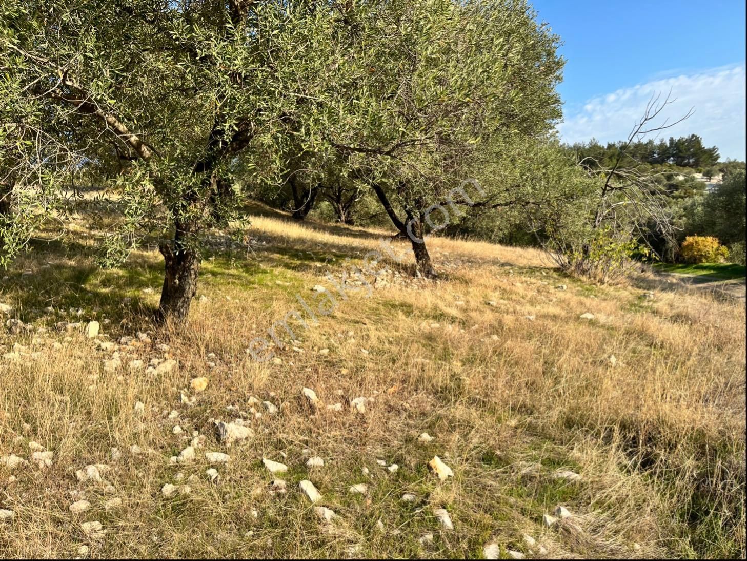 Hatıplar Mah Satılık 9500m2 Zeytinlik Resmi Yolu Var - Görsel 27
