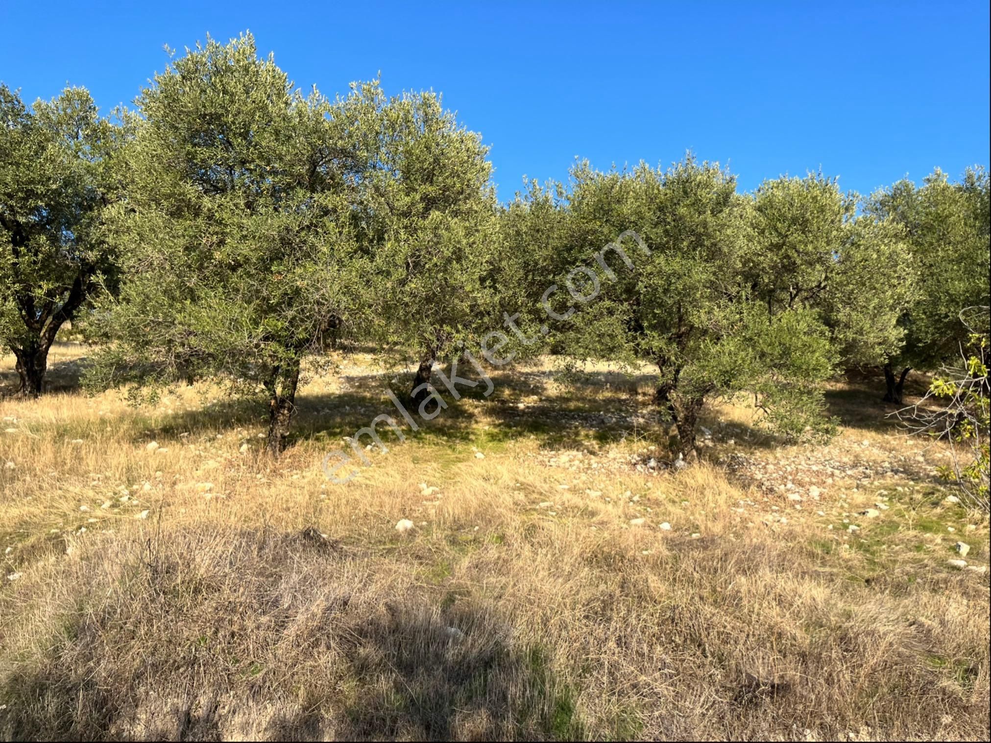 Hatıplar Mah Satılık 9500m2 Zeytinlik Resmi Yolu Var - Görsel 2