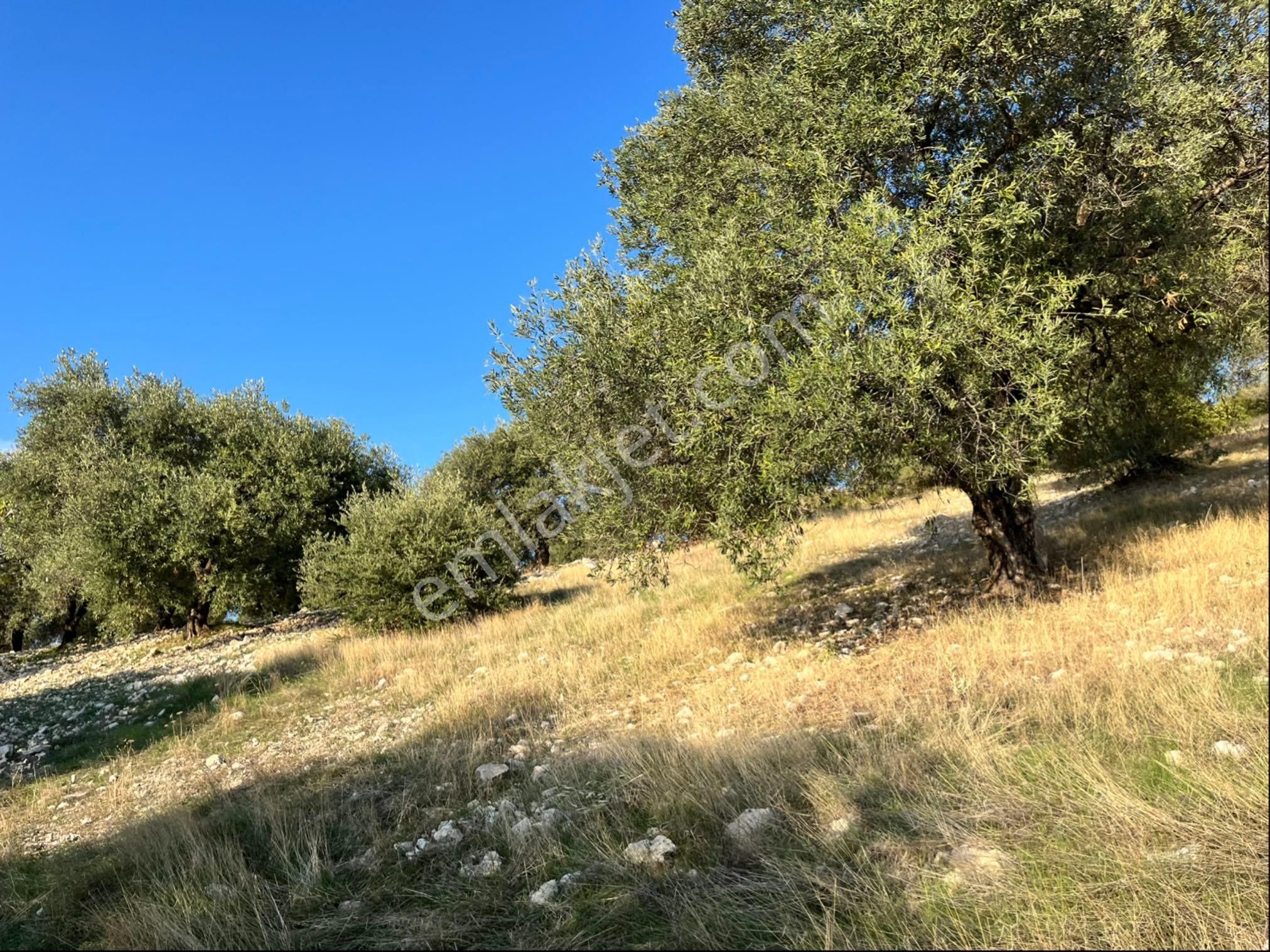 Hatıplar Mah Satılık 9500m2 Zeytinlik Resmi Yolu Var - Görsel 21