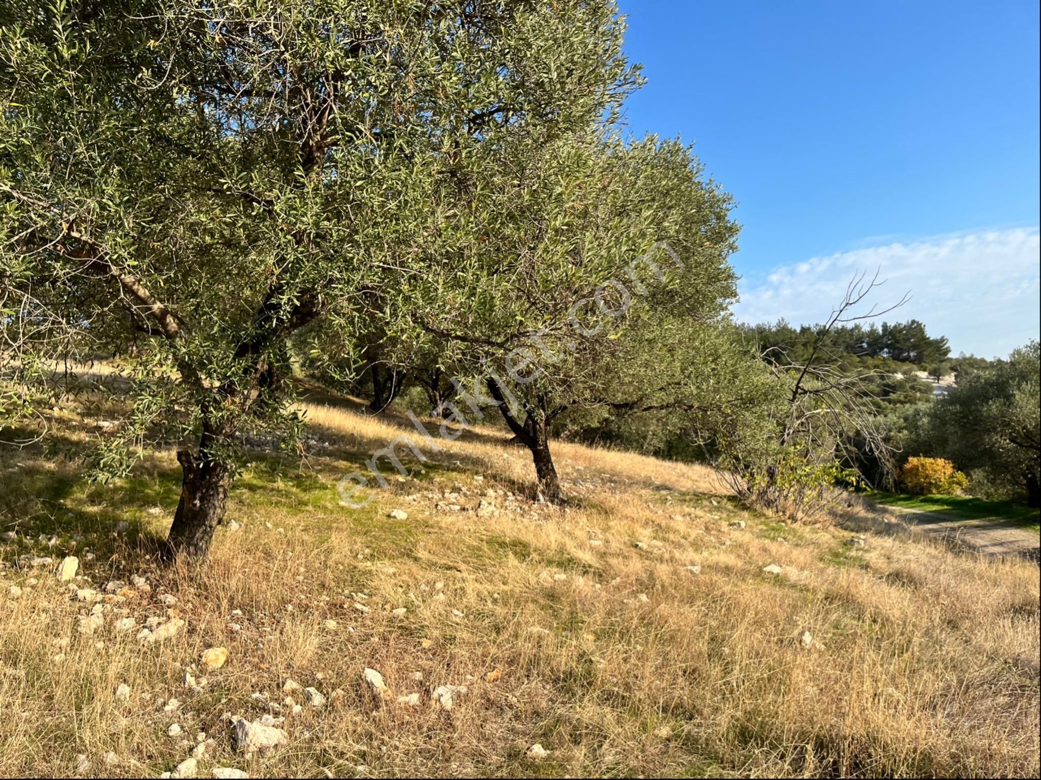 Hatıplar Mah Satılık 9500m2 Zeytinlik Resmi Yolu Var - Görsel 29