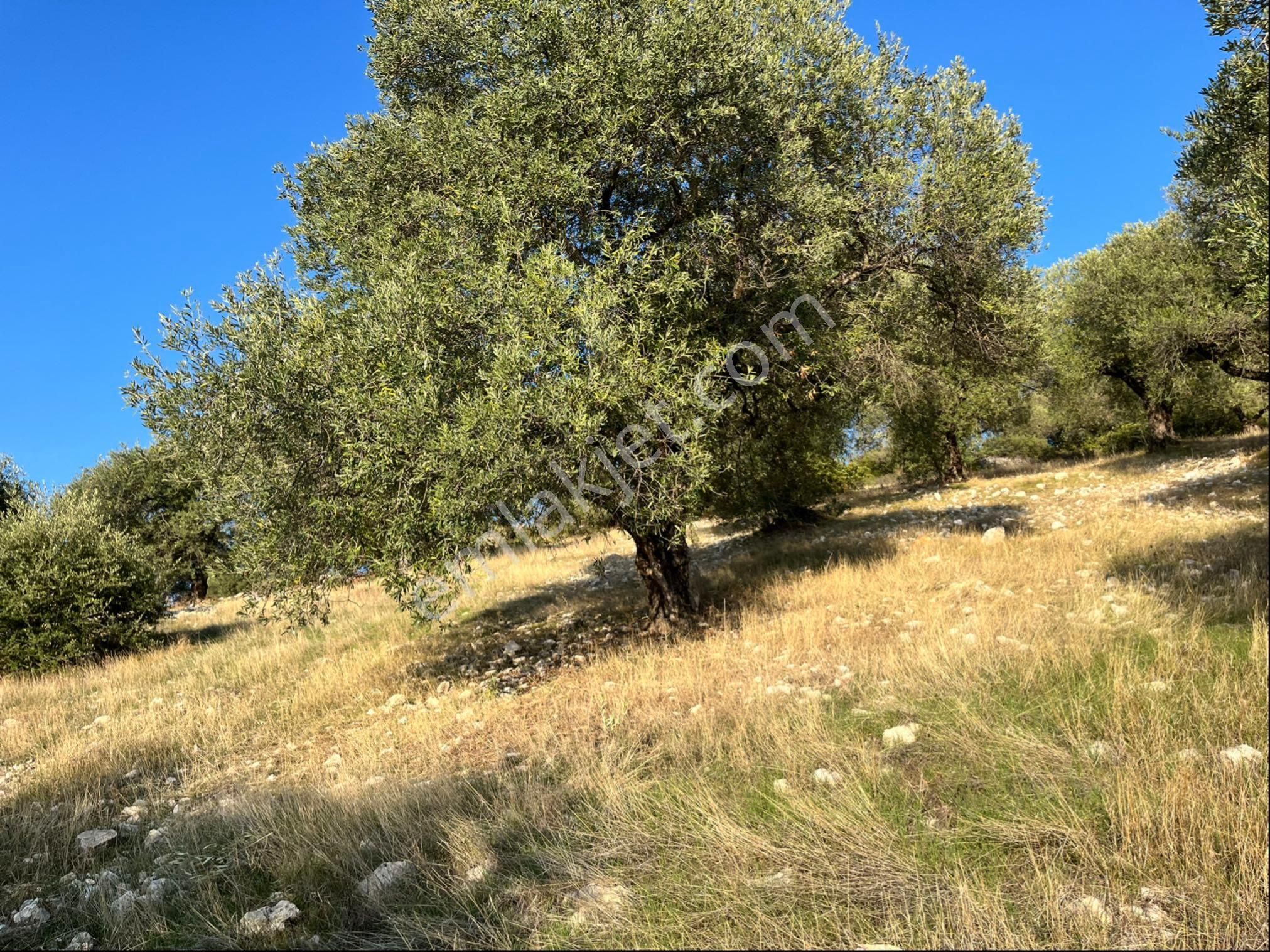 Hatıplar Mah Satılık 9500m2 Zeytinlik Resmi Yolu Var - Görsel 24