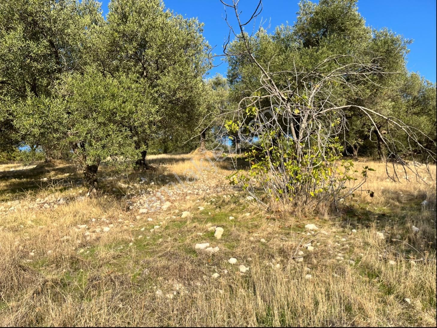 Hatıplar Mah Satılık 9500m2 Zeytinlik Resmi Yolu Var - Görsel 15