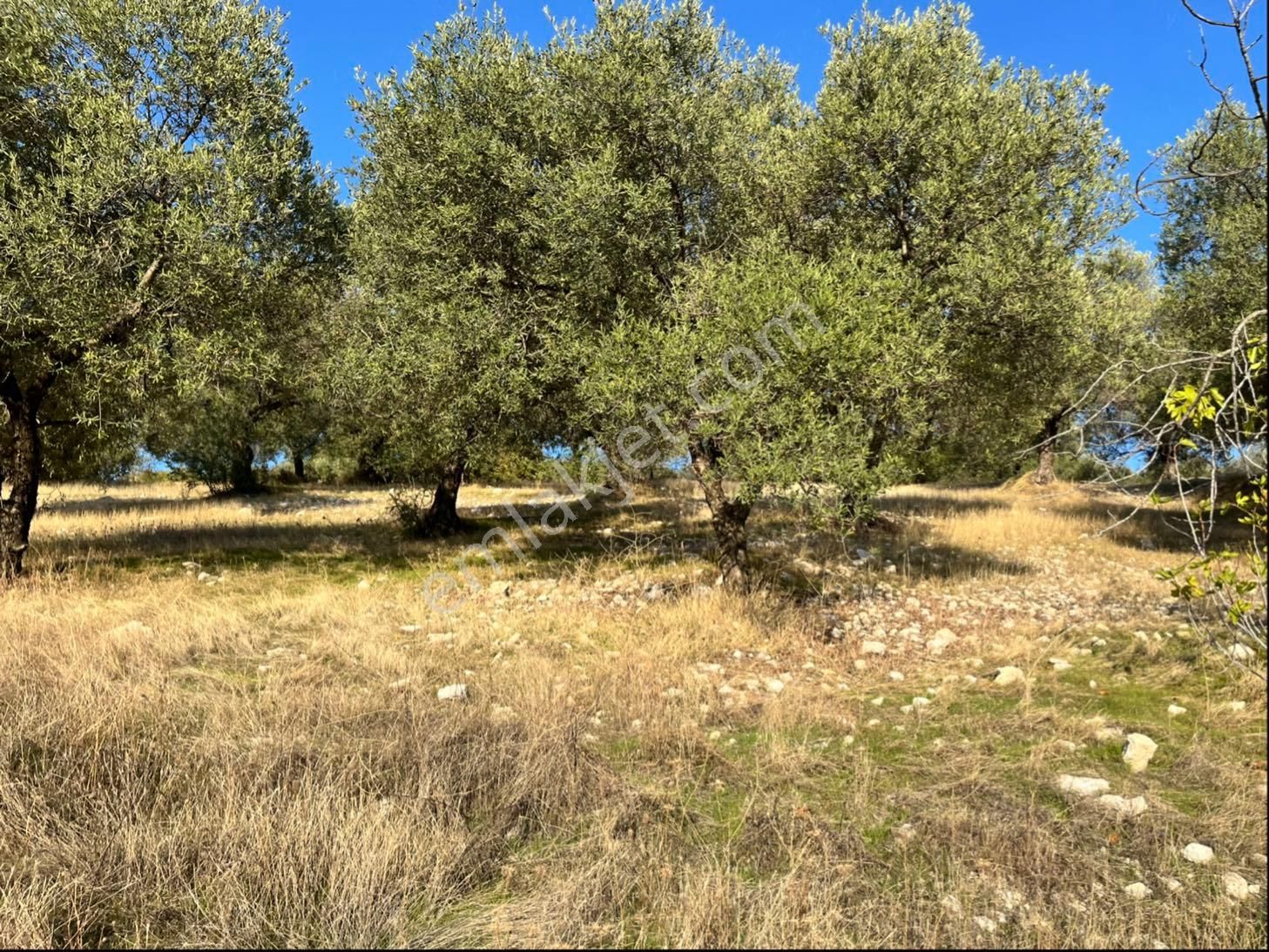 Hatıplar Mah Satılık 9500m2 Zeytinlik Resmi Yolu Var - Görsel 13