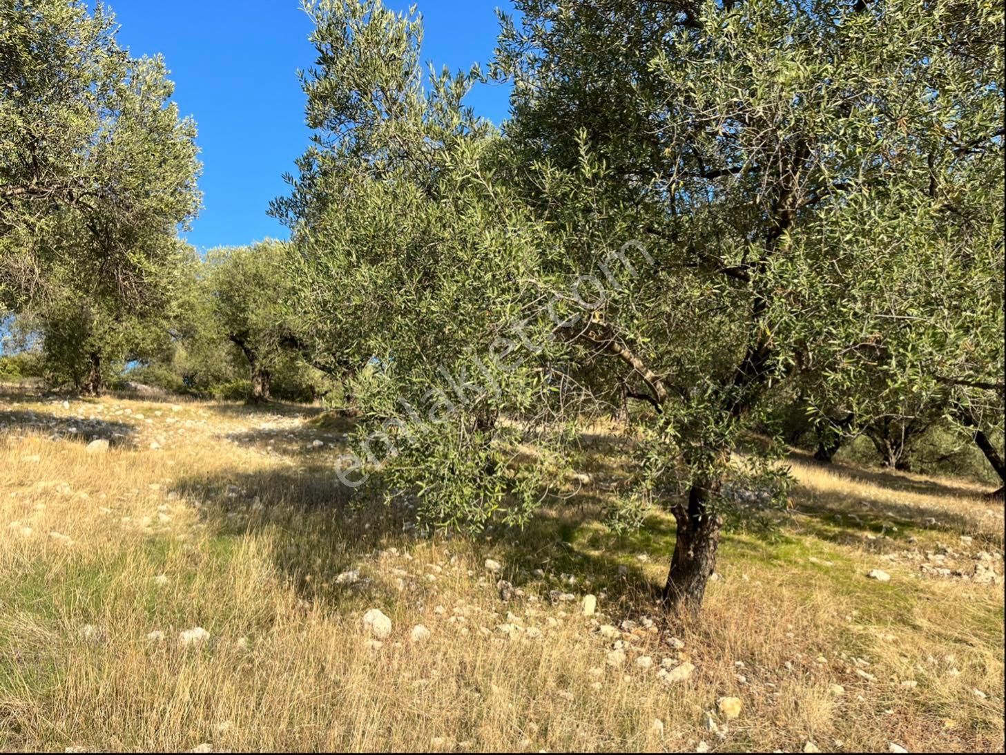 Hatıplar Mah Satılık 9500m2 Zeytinlik Resmi Yolu Var - Görsel 30