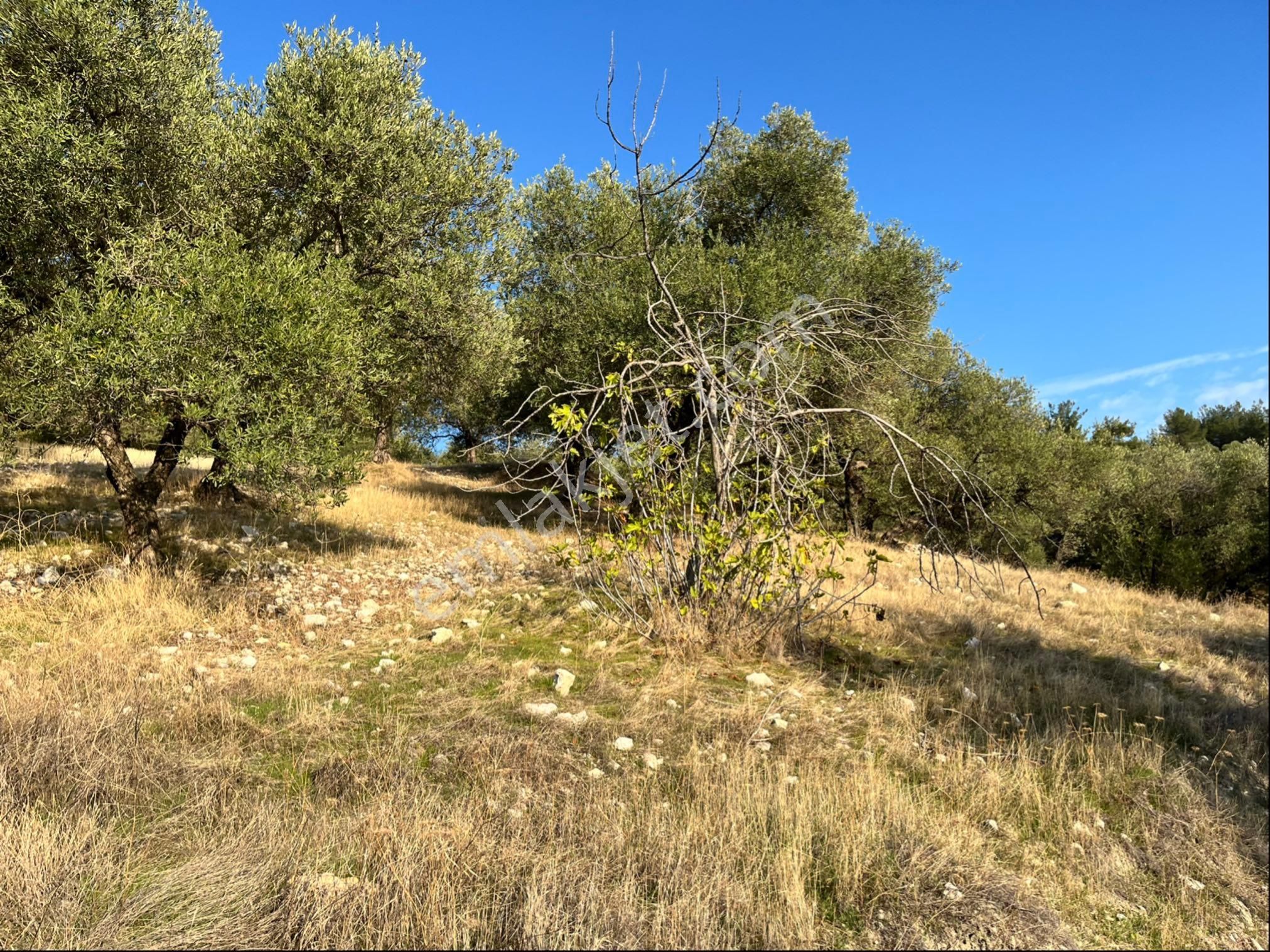 Hatıplar Mah Satılık 9500m2 Zeytinlik Resmi Yolu Var - Görsel 19