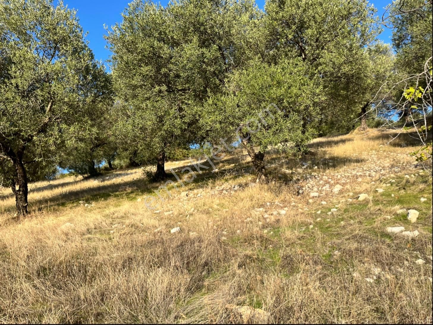 Hatıplar Mah Satılık 9500m2 Zeytinlik Resmi Yolu Var - Görsel 16