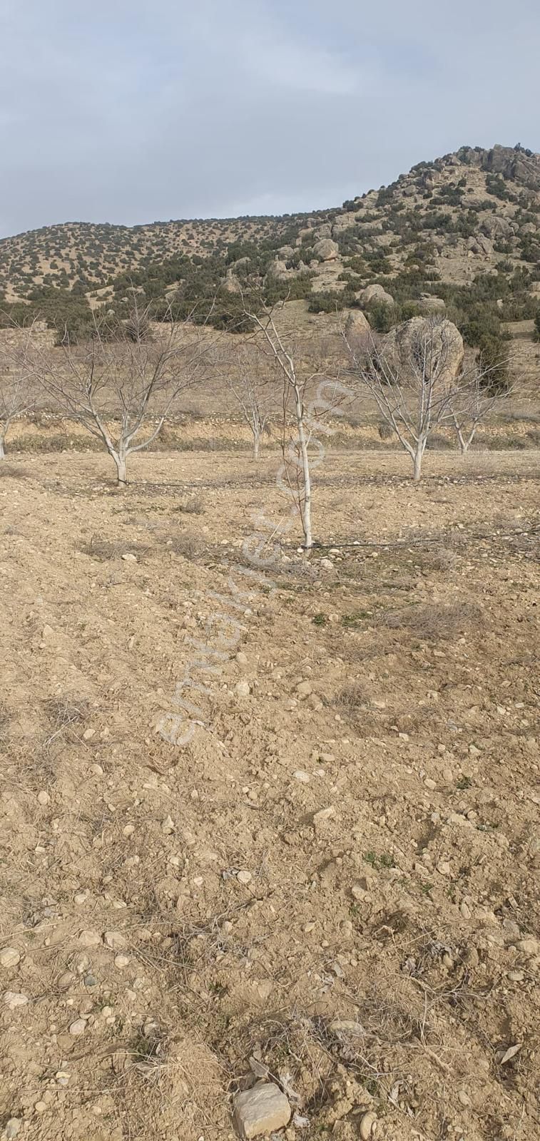 Millioğlu İnşaat'tan Burdur İlyas Köyünde Satılık Tarla - Görsel 7