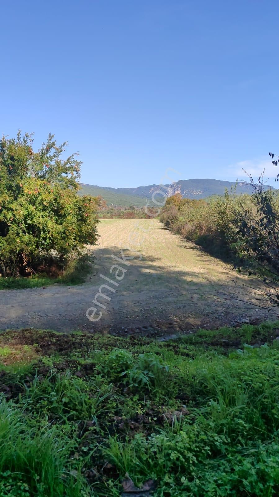 Muğla Ula Karabörtlende Kelepir 6 000 M2 Arazi Satılık