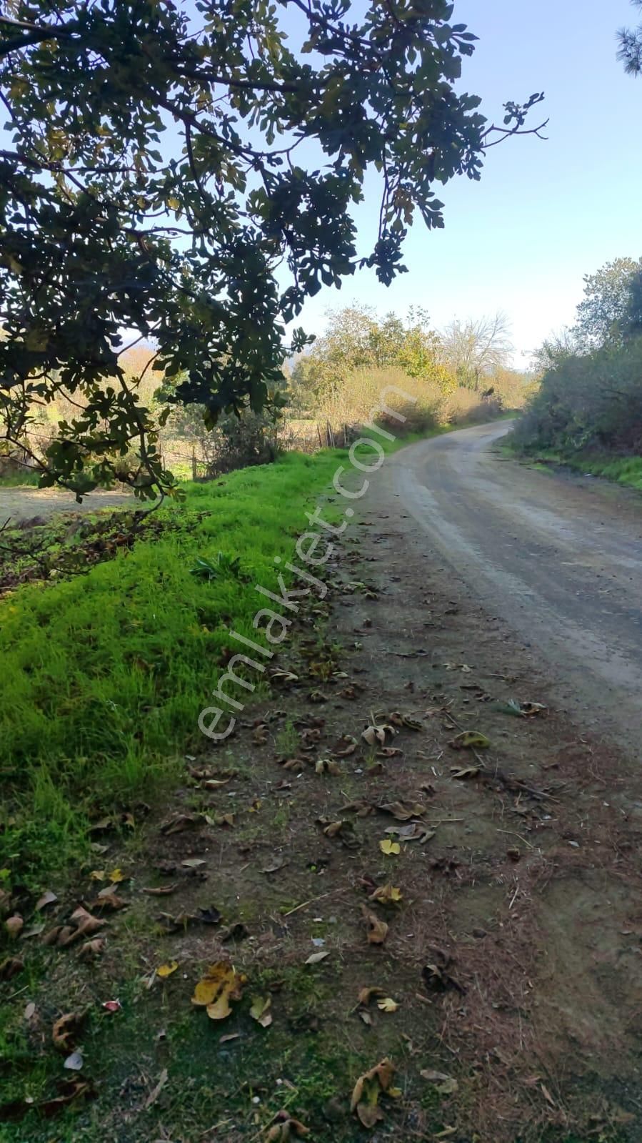 Muğla Ula Karabörtlende Kelepir 6 000 M2 Arazi Satılık - Görsel 2