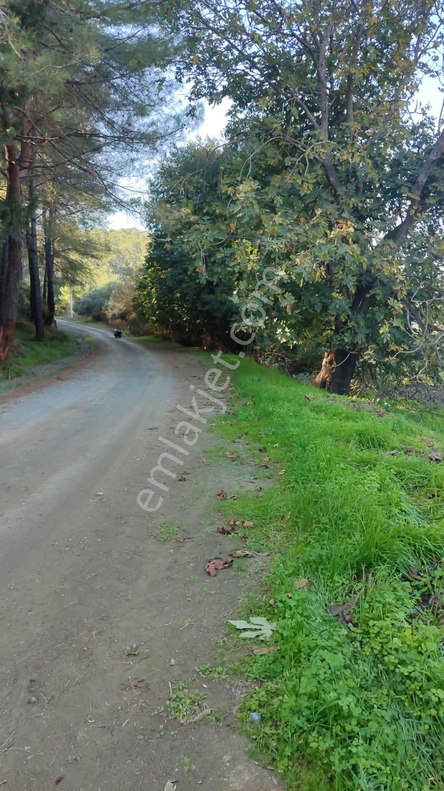 Muğla Ula Karabörtlende Kelepir 6 000 M2 Arazi Satılık - Görsel 5