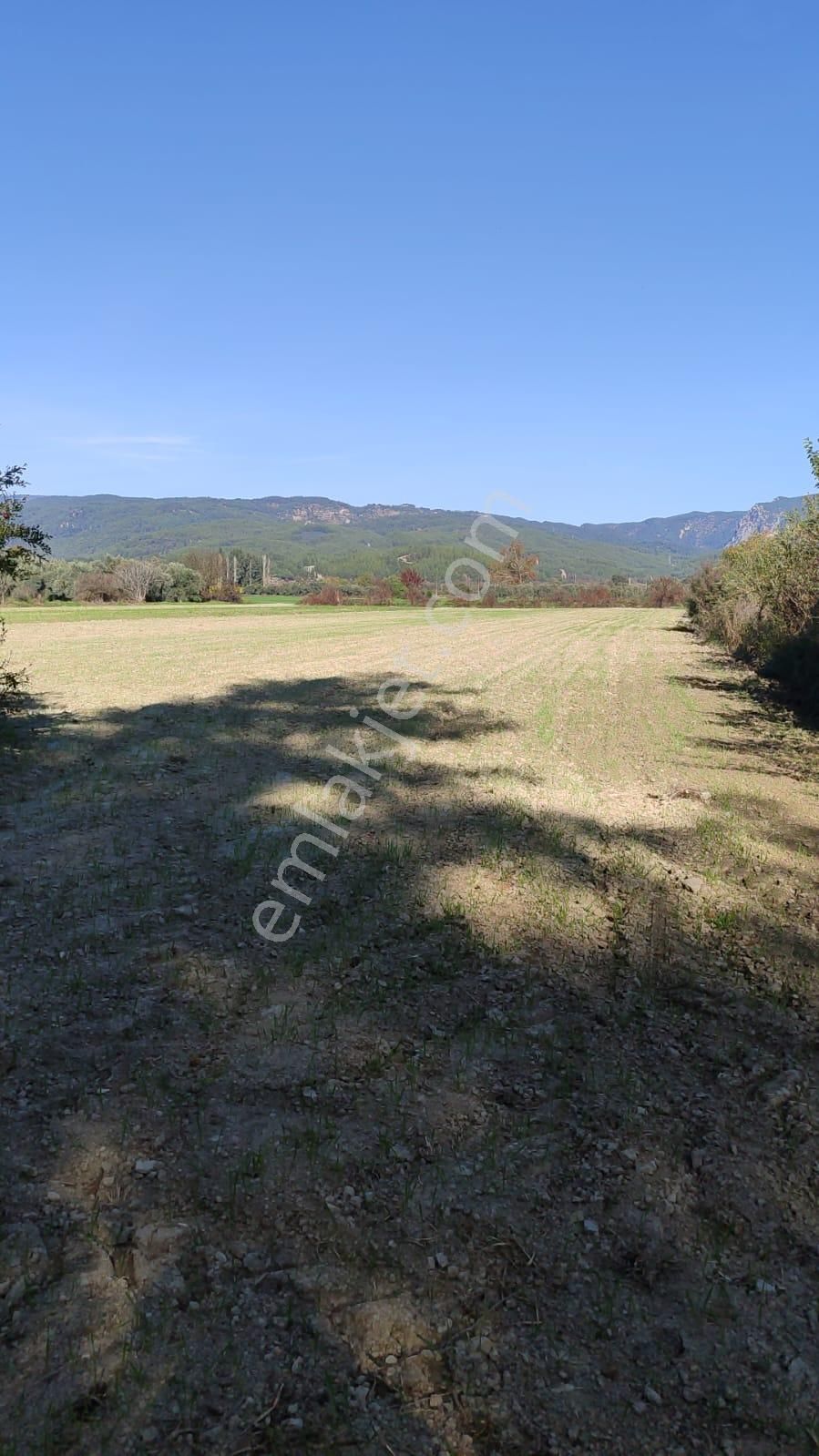 Muğla Ula Karabörtlende Kelepir 6 000 M2 Arazi Satılık - Görsel 4