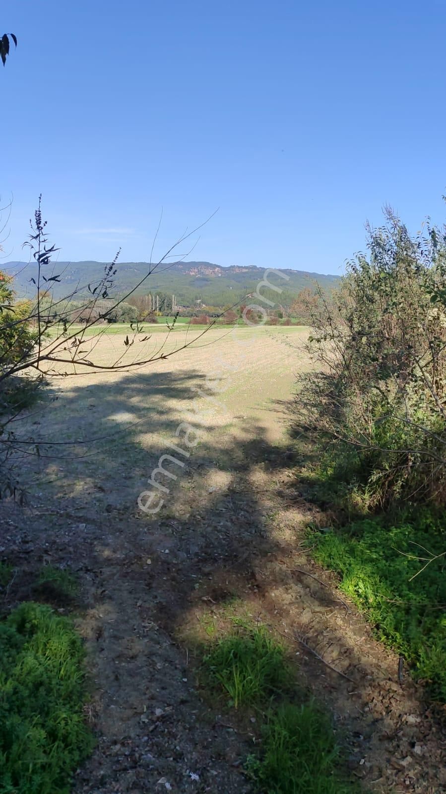 Muğla Ula Karabörtlende Kelepir 6 000 M2 Arazi Satılık - Görsel 3