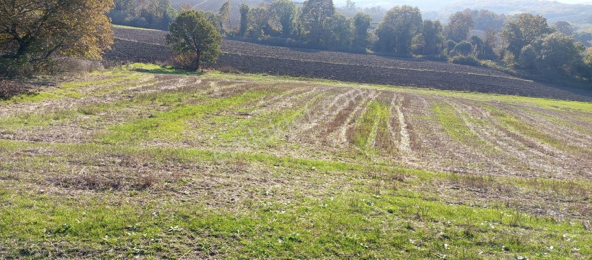 Çaylı Mahallesi Satılık 4.900 Mt2 Müstakil Tek Tapu Tarla - Görsel 10