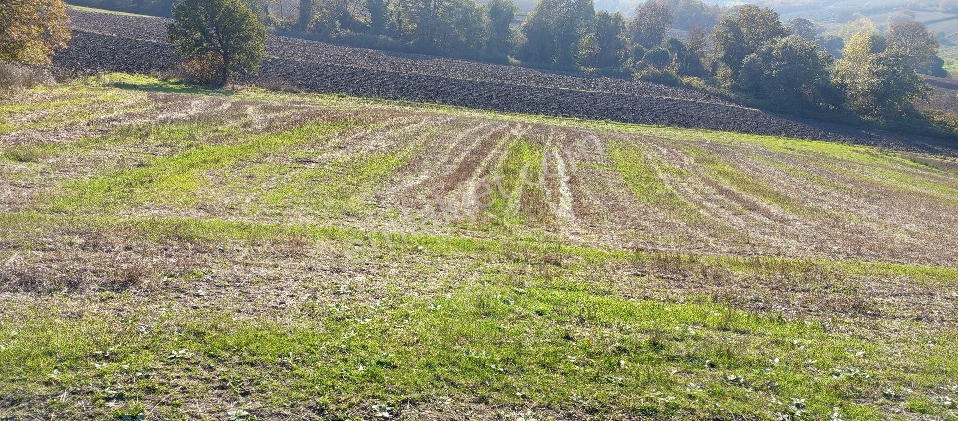 Çaylı Mahallesi Satılık 4.900 Mt2 Müstakil Tek Tapu Tarla - Görsel 3
