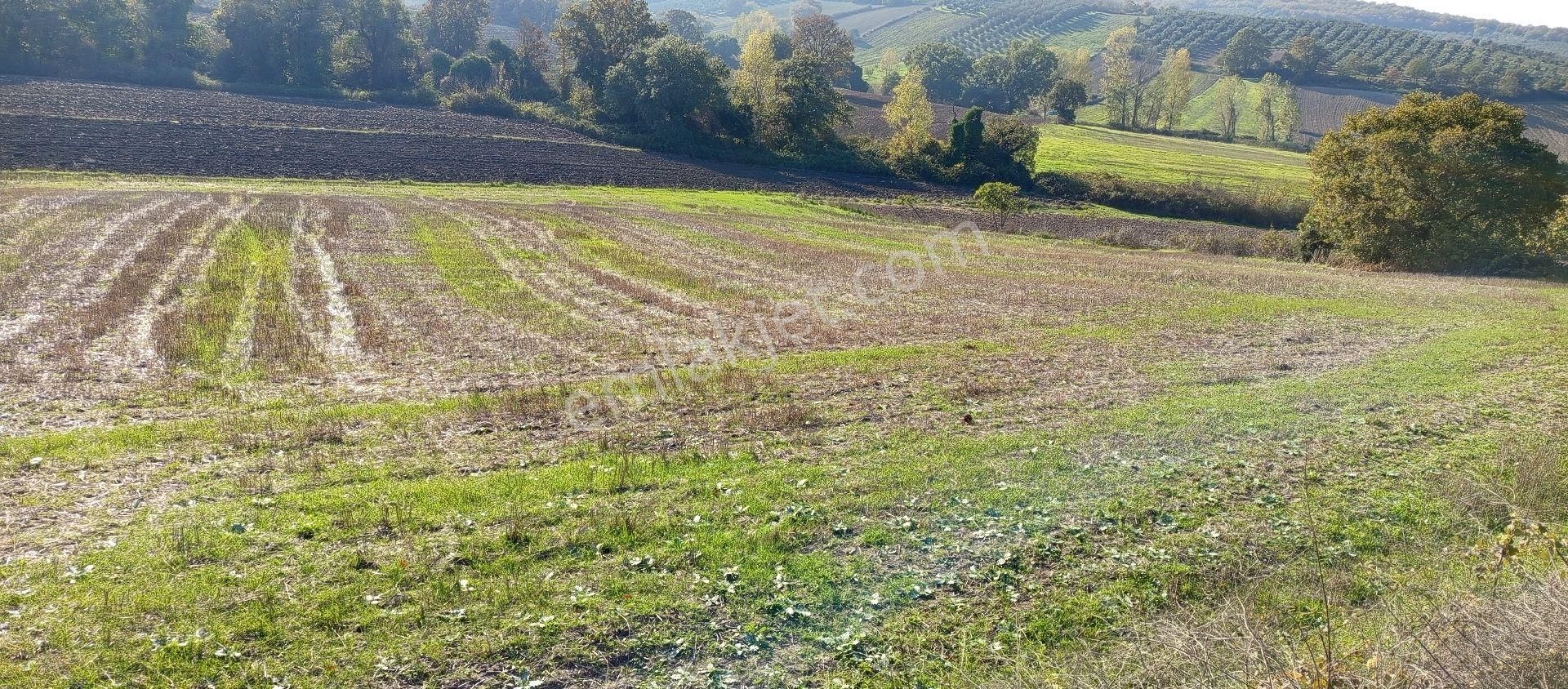 Çaylı Mahallesi Satılık 4.900 Mt2 Müstakil Tek Tapu Tarla - Görsel 2