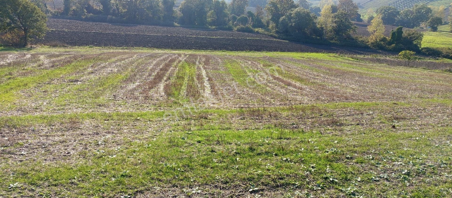 Çaylı Mahallesi Satılık 4.900 Mt2 Müstakil Tek Tapu Tarla