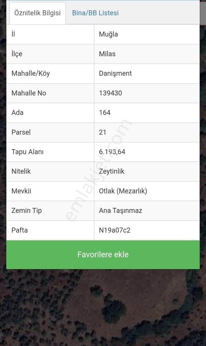 Muğla Milas Danışment'de Satılık Verimli Zeytinlik Tarla - Görsel 2