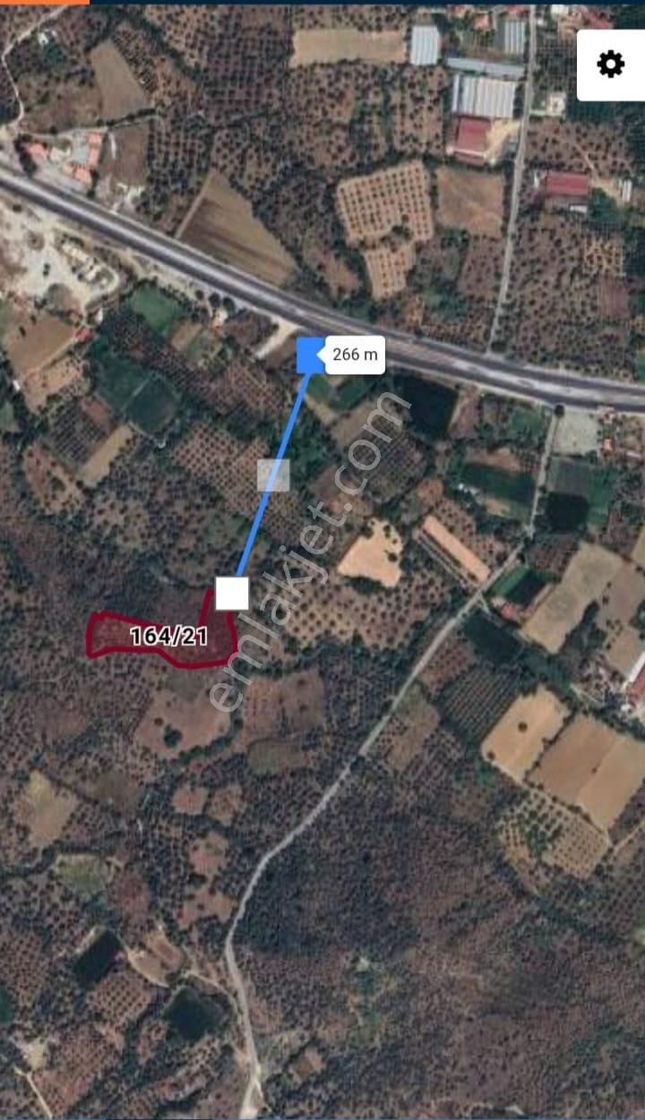 Muğla Milas Danışment'de Satılık Verimli Zeytinlik Tarla