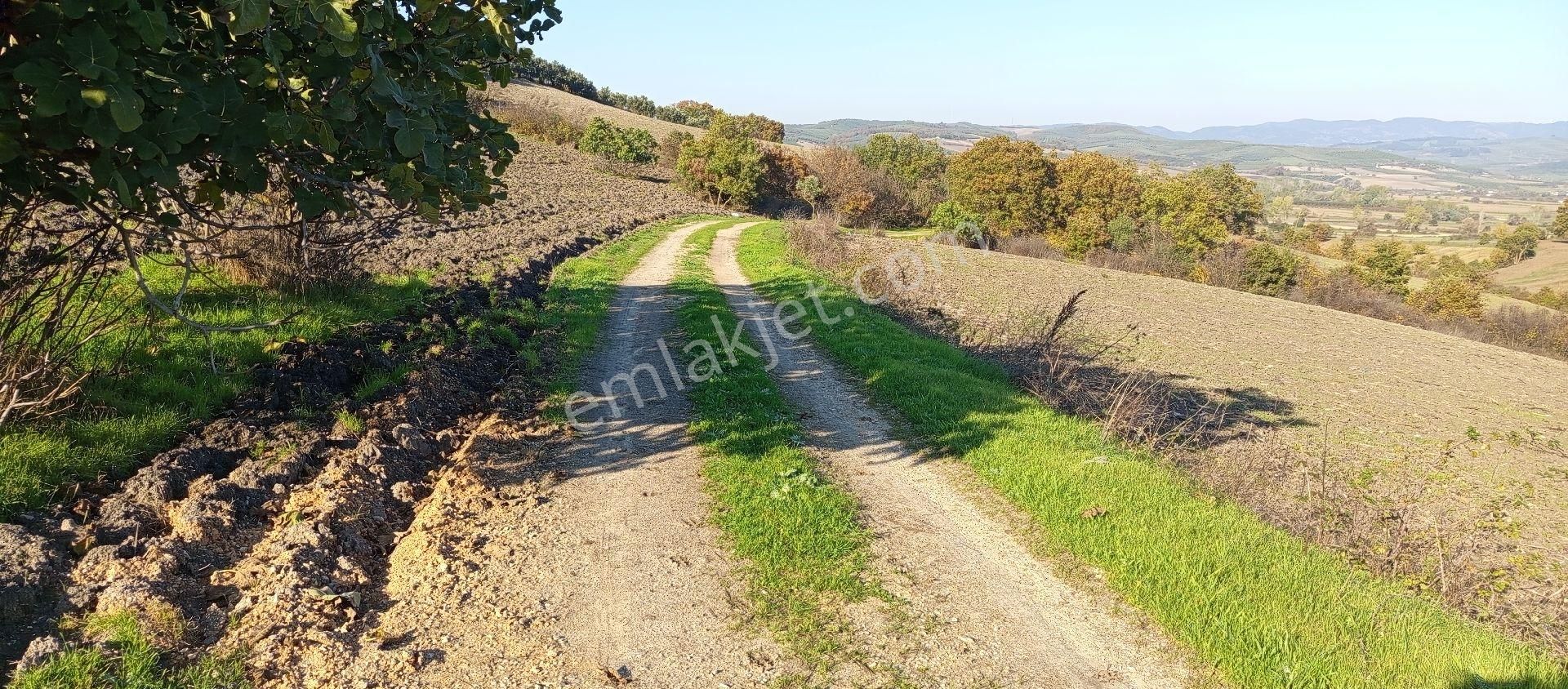 Çaylı Mahallesi Satılık 3.000 Mt2 Müstakil Tek Tapu Tarla