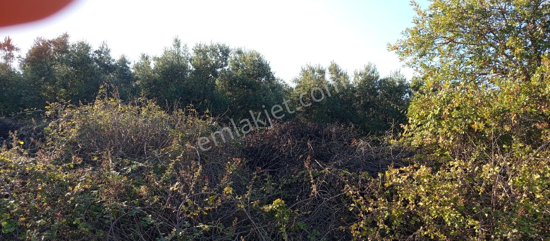 Çaylı Mahallesi Satılık 3.000 Mt2 Müstakil Tek Tapu Tarla - Görsel 5