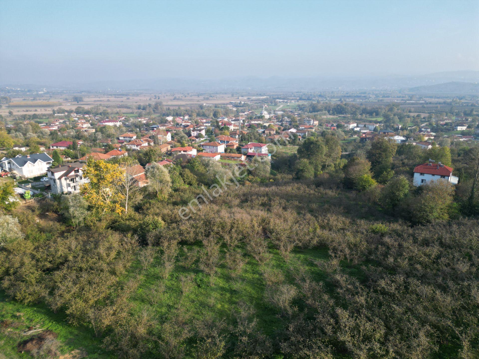 Gölkent Merkezde 6.817 M² Konut İmarlı Arsa + Fındık Bahçesi - Görsel 29