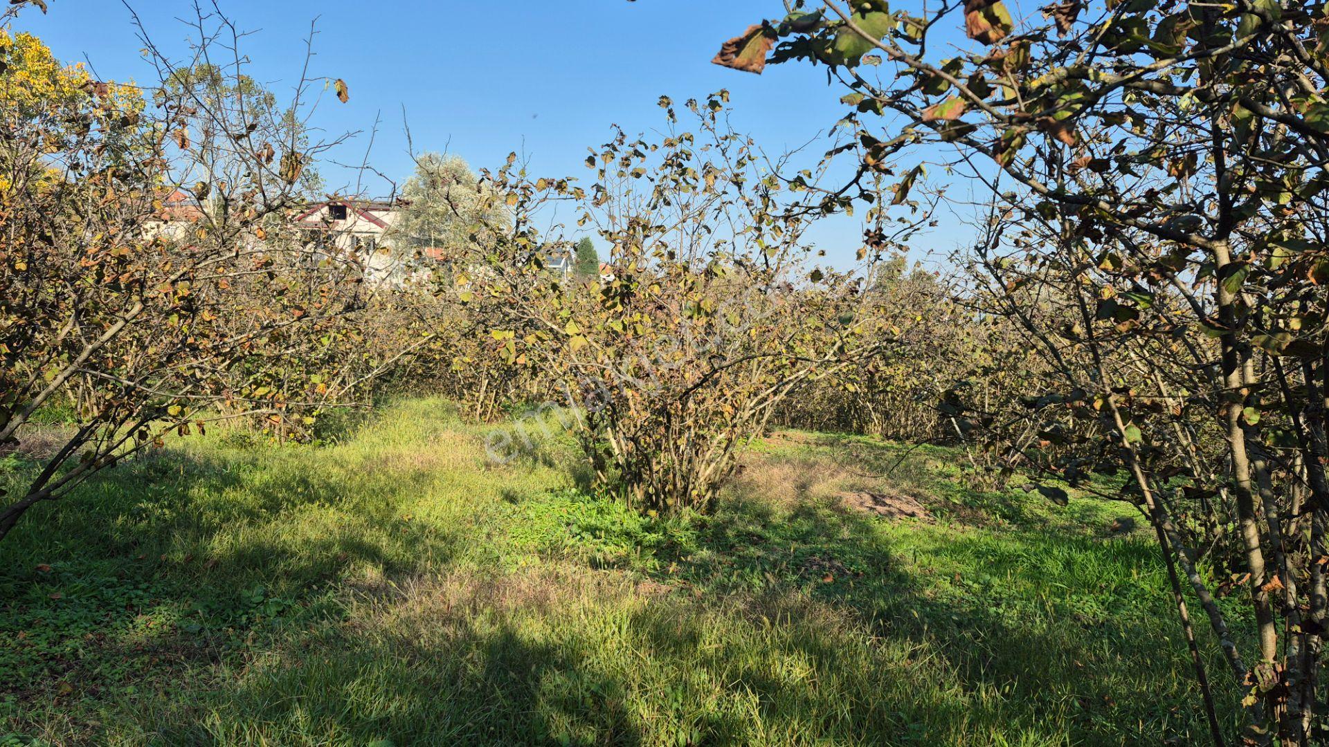 Gölkent Merkezde 6.817 M² Konut İmarlı Arsa + Fındık Bahçesi - Görsel 16