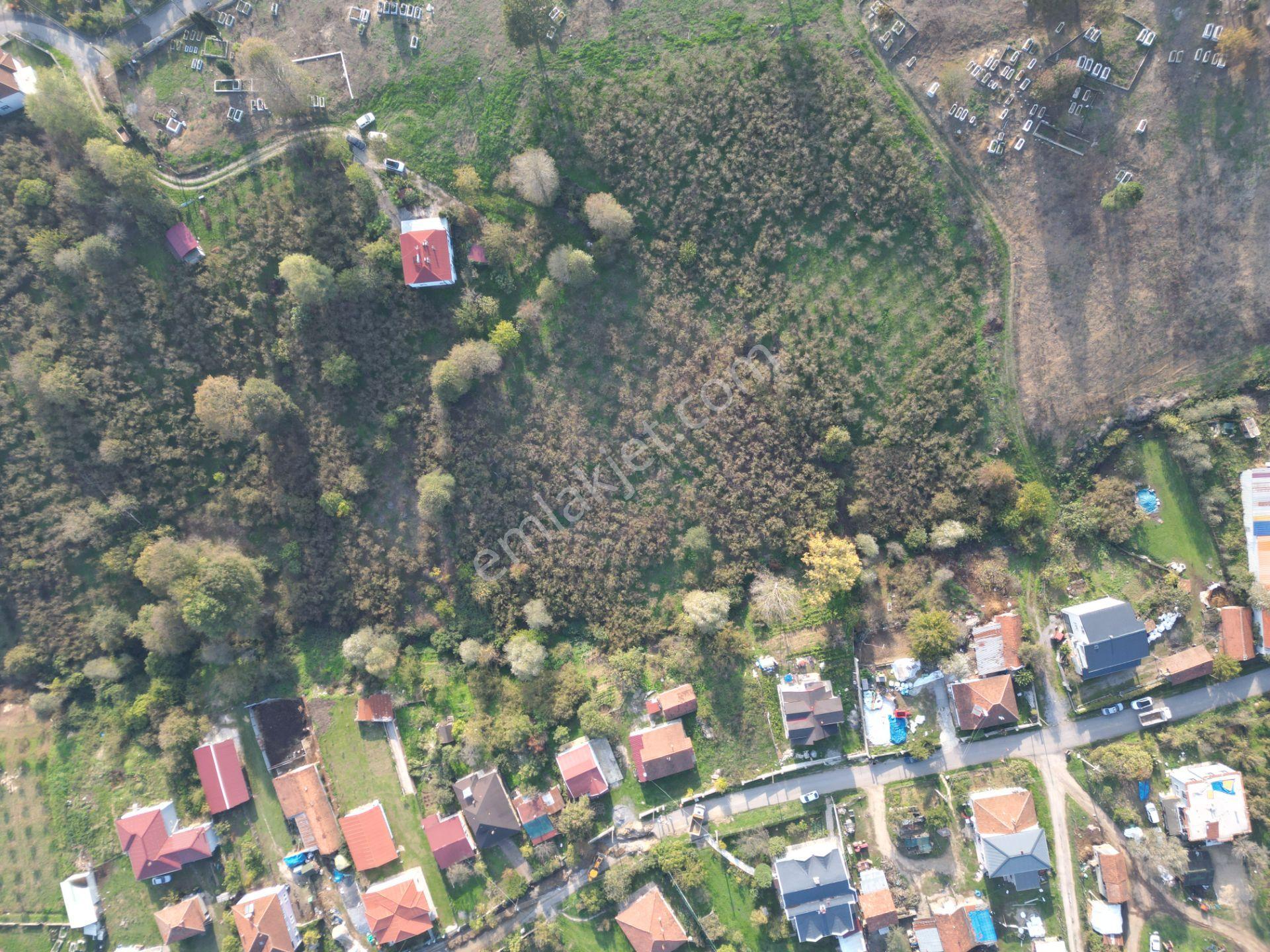 Gölkent Merkezde 6.817 M² Konut İmarlı Arsa + Fındık Bahçesi - Görsel 12
